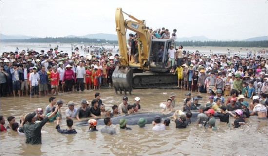 挖掘機挖水道送鯨魚回家